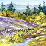 Purple Robe Lavender
